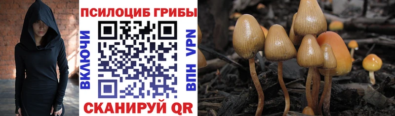 Галлюциногенные грибы Psilocybine cubensis Чёрмоз